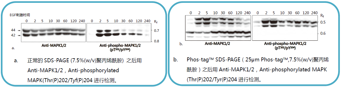 Phos-tag™ 丙烯酰胺                  Phos-tag™ Acrylamide