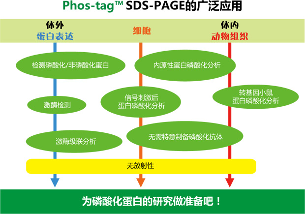 Phos-tag™ 丙烯酰胺                  Phos-tag™ Acrylamide