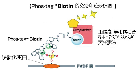 Phos-tag™ 生物素                  Phos-tag™ Biotin