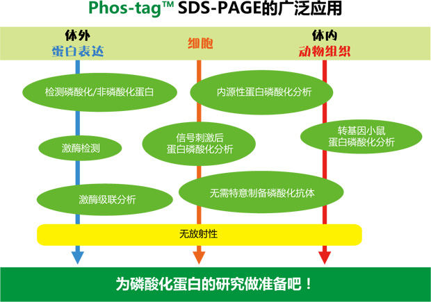 Phos-tag™ 琼脂糖吸管                  Phos-tag™ Tip