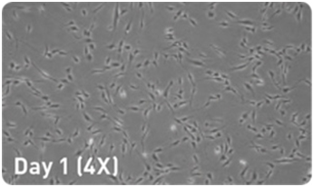 microRNA增强试剂盒                  microRNA Booster Kit