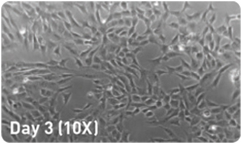 microRNA增强试剂盒                  microRNA Booster Kit