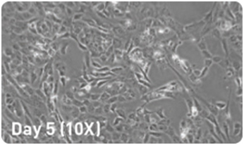 microRNA增强试剂盒                  microRNA Booster Kit