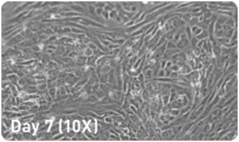 microRNA增强试剂盒                  microRNA Booster Kit