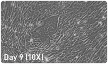 microRNA增强试剂盒                  microRNA Booster Kit