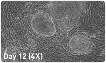 microRNA增强试剂盒                  microRNA Booster Kit