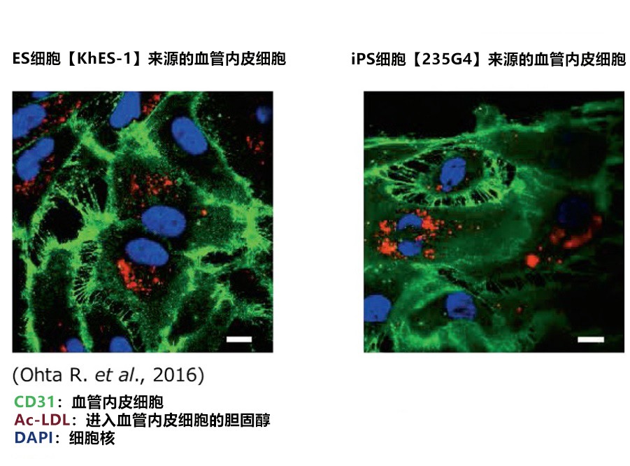 血管内皮细胞的分化诱导用粘连蛋白iMatrix-411                  iMatrix-411