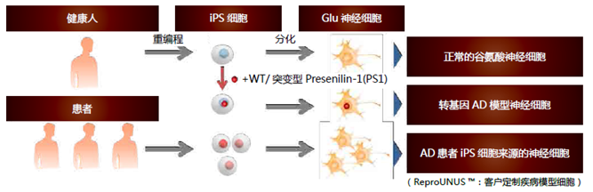 人iPS细胞来源的谷氨酸能神经元祖细胞                  ReproNeuro Glu ™ kit