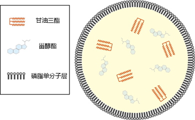 LipiDye®  Lipid Droplet Green	                  高灵敏度的脂滴活细胞成像荧光染料