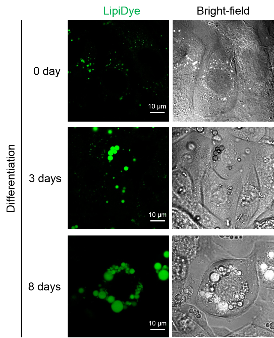 LipiDye®  Lipid Droplet Green	                  高灵敏度的脂滴活细胞成像荧光染料