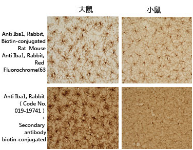 兔源Iba1抗体，有标签                  Anti Iba1, Rabbit (for Immunocytochemistry)