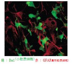 小胶质细胞/巨噬细胞特异性蛋白抗体--Iba1抗体，兔（免疫组化）                  Anti Iba1, Rabbit (for   Immunocytochemistry)