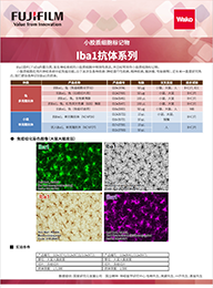 小胶质细胞/巨噬细胞特异性蛋白抗体--Iba1抗体，兔（免疫组化）                  Anti Iba1, Rabbit (for   Immunocytochemistry)