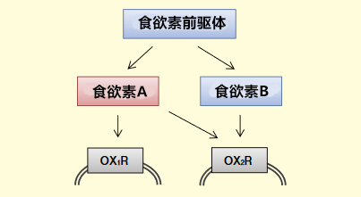 Wako食欲素A ELISA试剂盒