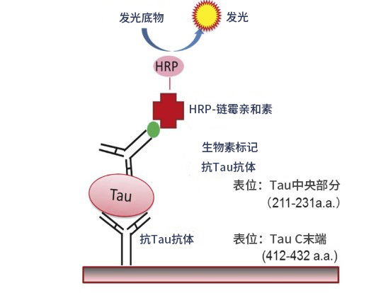 Tau ELISA试剂盒Wako                  阿尔茨海默病研究用