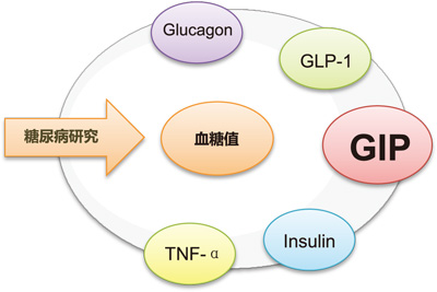 活性肠促胰岛素GIP 特异性检测试剂盒                  Mouse GIP(Active) ELISA Kit Wako