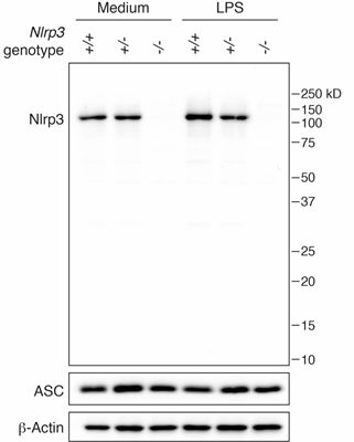 NLRP3抗体                  anti-NLRP3/NALP3, mAb