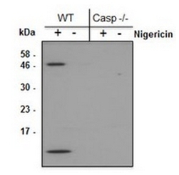 anti-Caspase-1 (p10) (mouse), mAb (Casper-2)   抗小鼠Caspase-1 (p10) 单抗(Casper-2)