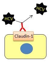 C型肝炎病毒感染抑制抗体  抗Claudin-1，单克隆抗体