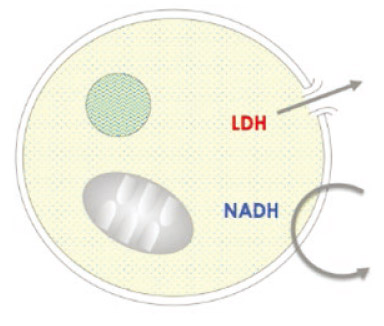 细胞增殖/毒性检测试剂盒                  Cytotoxicity LDH Assay Kit-WST
