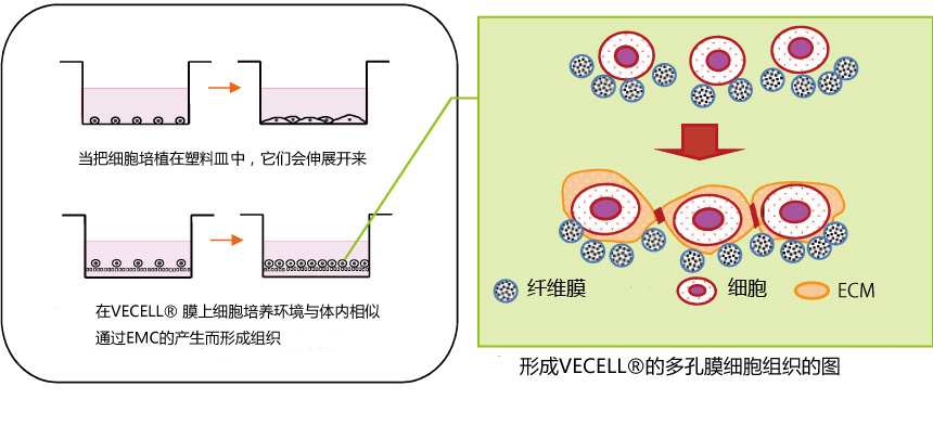 VECELL® 3D细胞培养板                  VECELL® 3D Cell Culture Plate