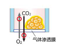 VECELL® 3D细胞培养板                  VECELL® 3D Cell Culture Plate