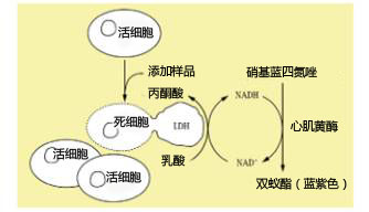 LDH-细胞毒性检测Wako                  LDH-Cytotoxic Test Wako