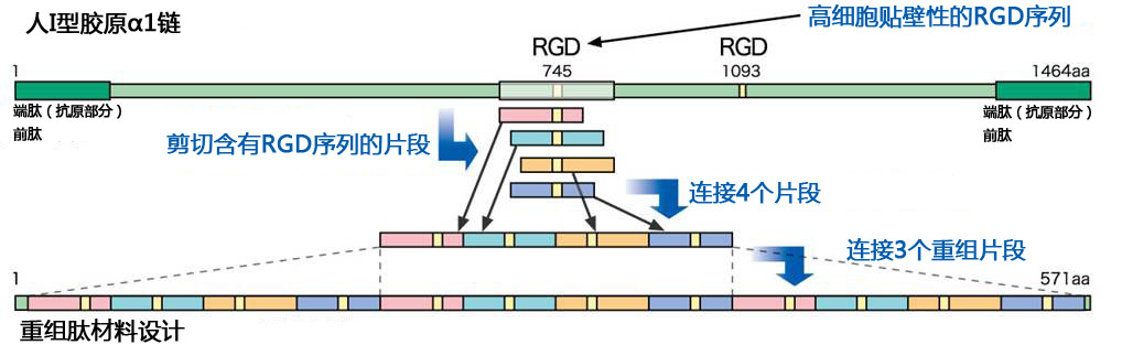 cellnest人Ⅰ型重组胶原蛋白肽                  cellnest, recombinant peptide based on human collagen type
