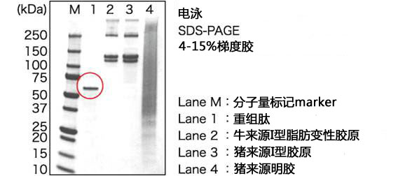 cellnest人Ⅰ型重组胶原蛋白肽                  cellnest, recombinant peptide based on human collagen type