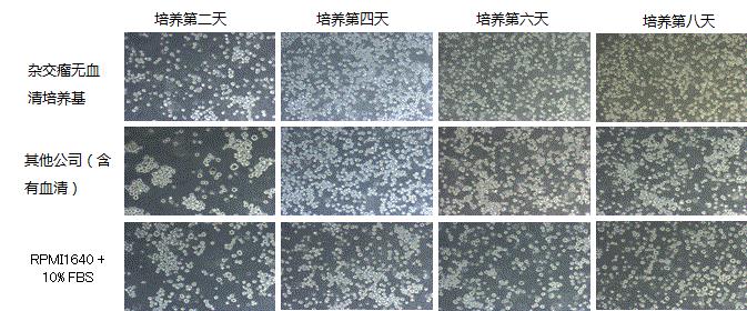 杂交瘤无血清培养基                  Hybridoma Serum-Free Medium
