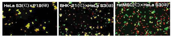 EX 仙台病毒包膜细胞融合试剂                   GenomONETM-CF EX SeV-E (HVJ-E) Cell Fusion Reagents