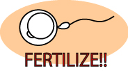 小鼠精子冻存液和体外受精培养基                  FERTIUP ®  &CARD MEDIUM ®