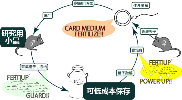 小鼠精子冻存液和体外受精培养基                  FERTIUP ®  &CARD MEDIUM ®