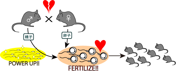 小鼠精子冻存液和体外受精培养基                  FERTIUP ®  &CARD MEDIUM ®