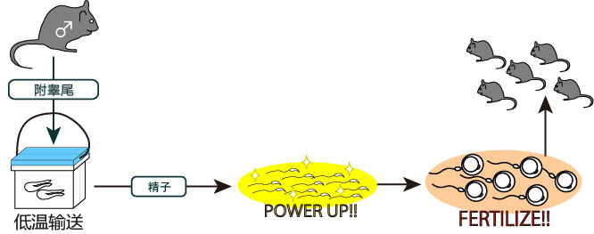 小鼠精子冻存液和体外受精培养基                  FERTIUP ®  &CARD MEDIUM ®