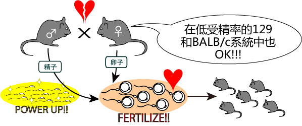 小鼠精子冻存液和体外受精培养基                  FERTIUP ®  &CARD MEDIUM ®