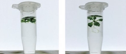ClearSee™                  植物科学新技术 植物透明化试剂