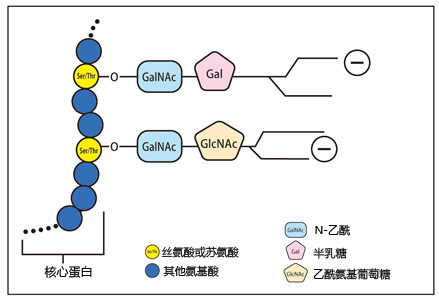 泪液粘蛋白检测试剂盒                  Tear Mucin Assay kit