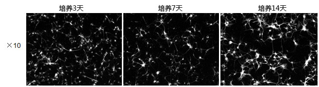 神经细胞用培养基 Neuron Culture Medium-WAKO和光纯药
