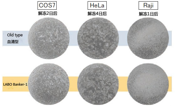 LABO Banker-2（无血清型）细胞冻存液JuJi-Field公司的最新作-WAKO和光纯药