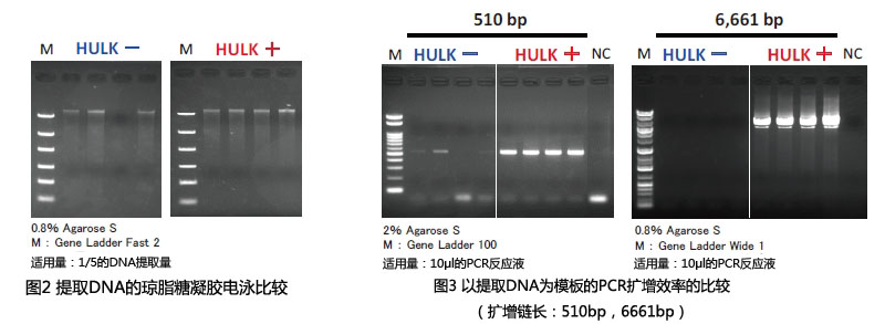HULK海藻酸降解酶  Hulk Alginate Lyase -WAKO和光纯药