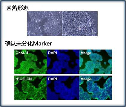 玻璃粘连蛋白(20-398aa),人, 重组体, 溶液  细胞粘附蛋白-WAKO和光纯药