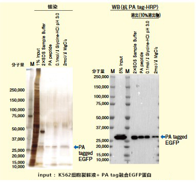 MagCapture™ HP抗PA tag抗体磁珠