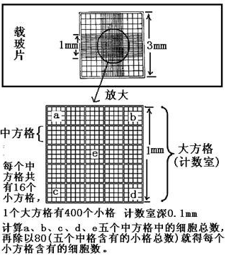 五年级信息技术教案下册 表格式_五年级科学下册教案_人教版二年级数学下册表格式教案