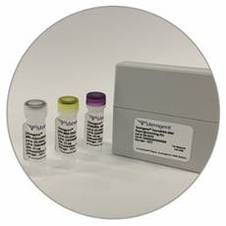 StemRNA第三代重编程试剂盒-价格-厂家-供应商-WAKO和光纯药（和光纯药工业株式会社）