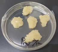 ISOSPIN Plant RNA（从植物组织提取RNA试剂盒）-价格-厂家-供应商-WAKO和光纯药（和光纯药工业株式会社）