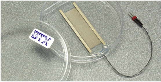 BT电融合电极-电穿孔