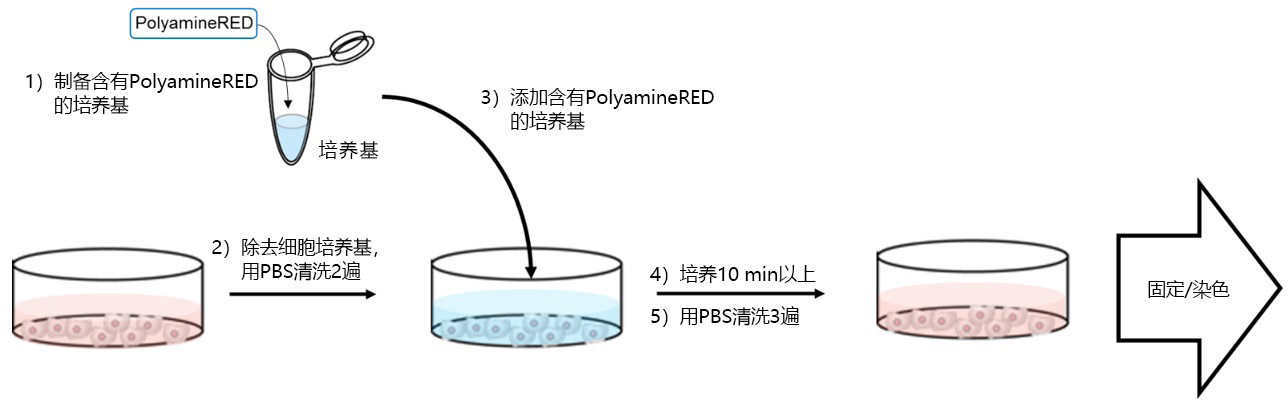 用于检测细胞内多胺的荧光试剂PolyamineRED-价格-厂家-供应商-wko富士胶片和光