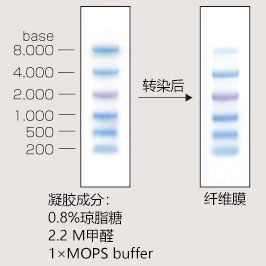 预染单链RNA Ladder Marker-价格-厂家-供应商-wko富士胶片和光