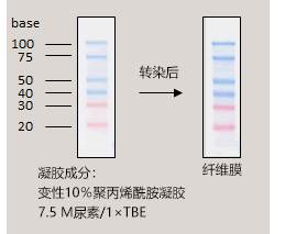 预染单链RNA Ladder Marker-价格-厂家-供应商-wko富士胶片和光